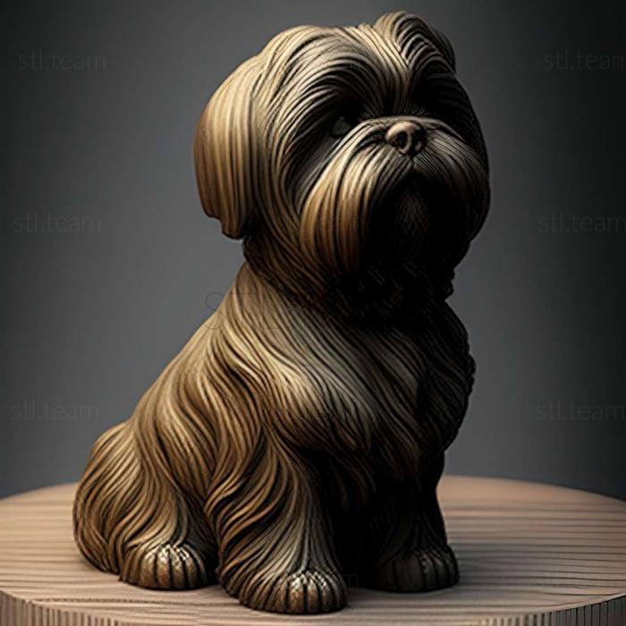 Animals Lhasa APSO dog